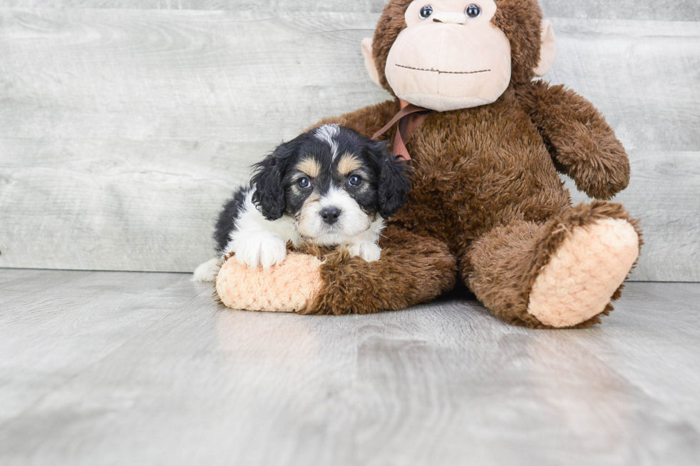 Small Cavachon Baby