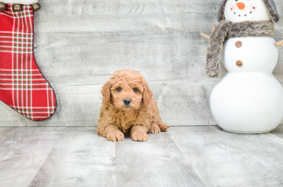 Mini Goldendoodle Puppy for Adoption