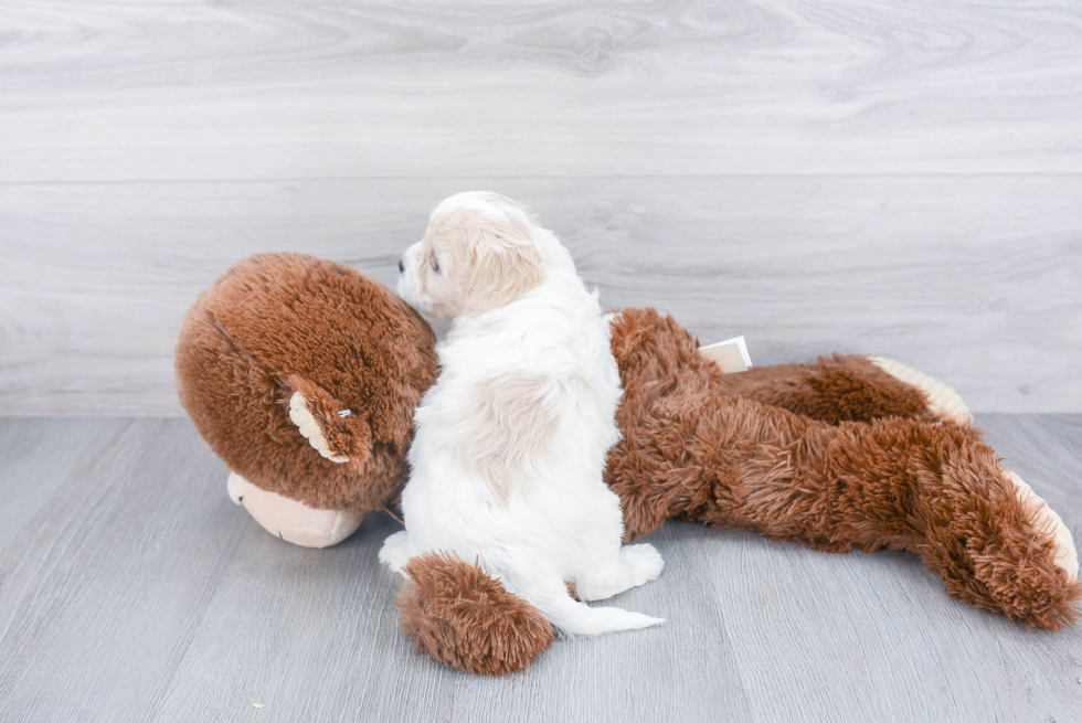 Cavachon Pup Being Cute