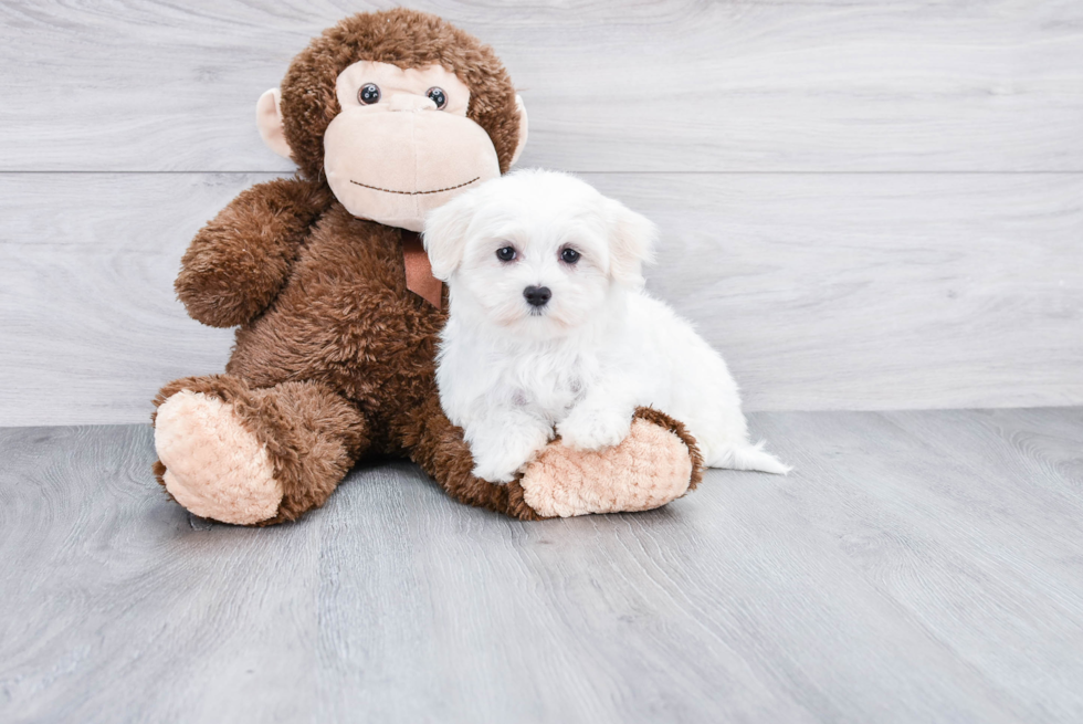 Friendly Maltese Baby