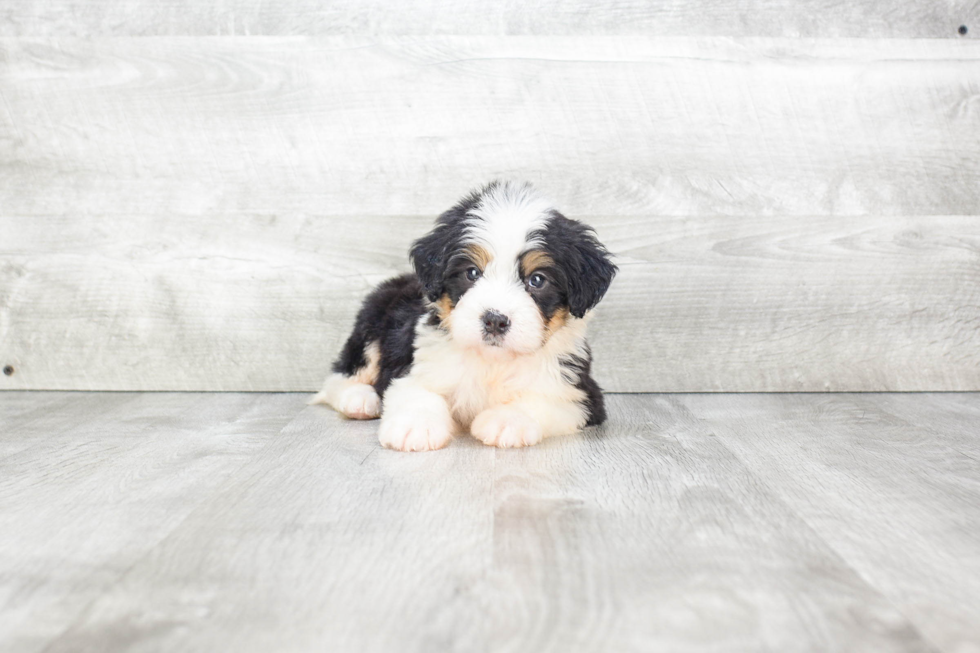 Playful Bernadoodle Poodle Mix Puppy