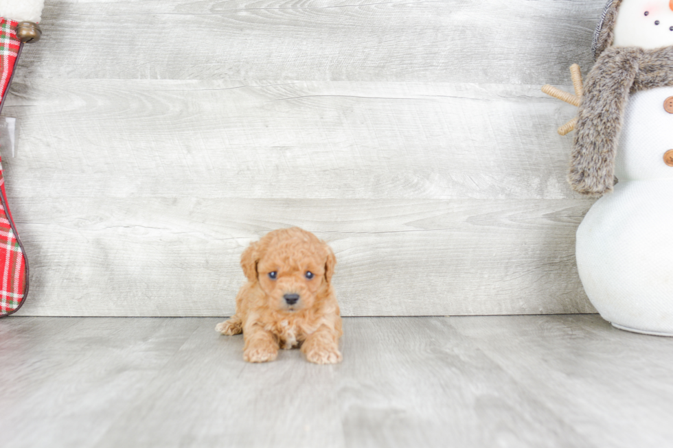 Cavapoo Pup Being Cute