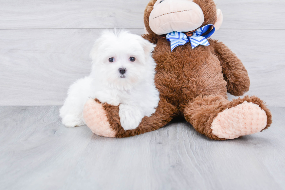 Sweet Maltese Purebred Puppy