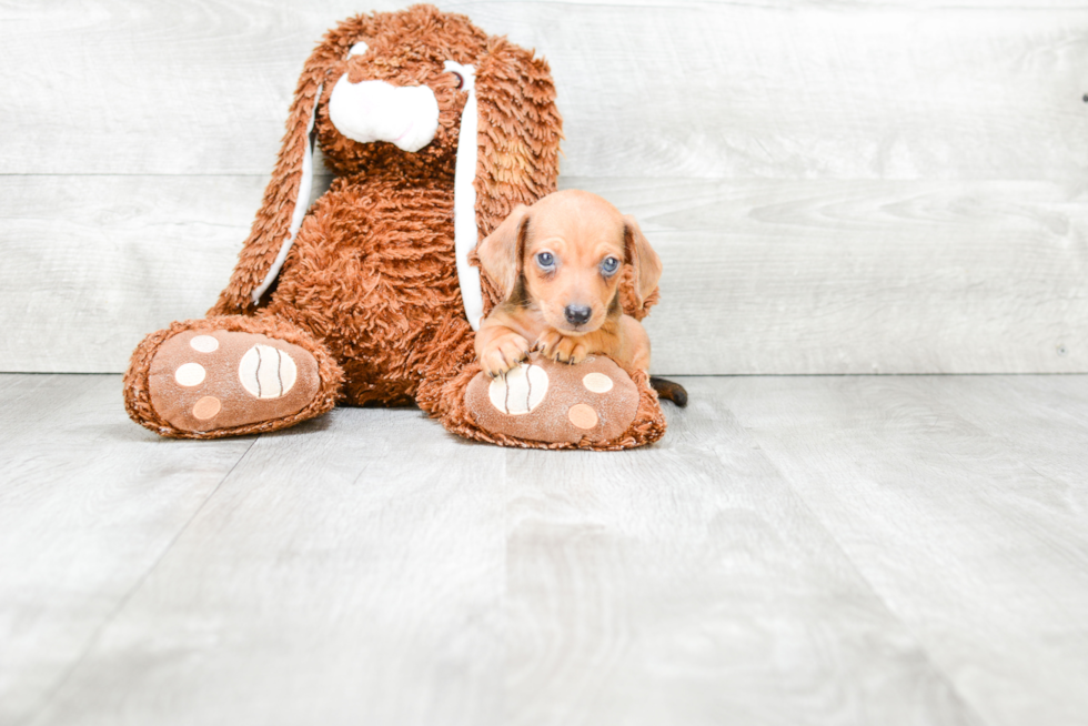 Cute Dachshund Baby