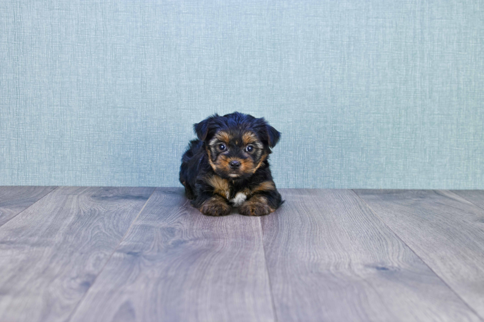 Meet Bella - our Yorkshire Terrier Puppy Photo 