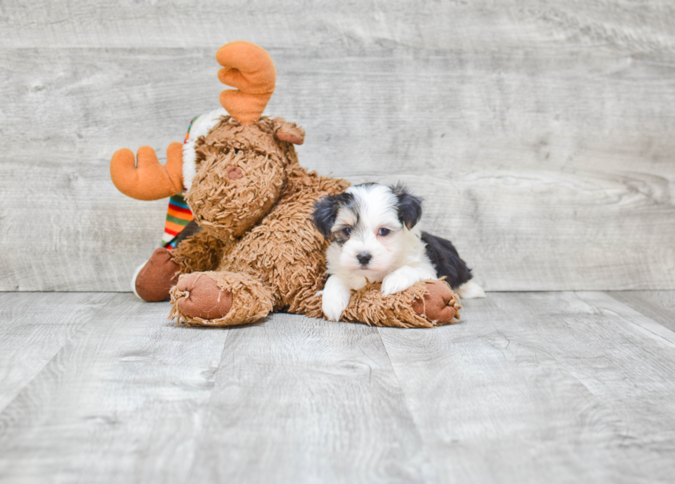 Teddy Bear Pup Being Cute