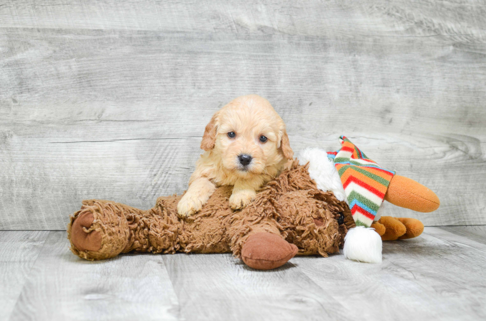 Mini Goldendoodle Puppy for Adoption