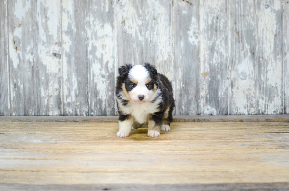 Energetic Aussiepoo Poodle Mix Puppy