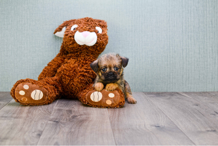 Brussels Griffon Pup Being Cute