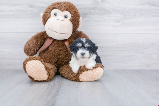 Little Havanese Baby