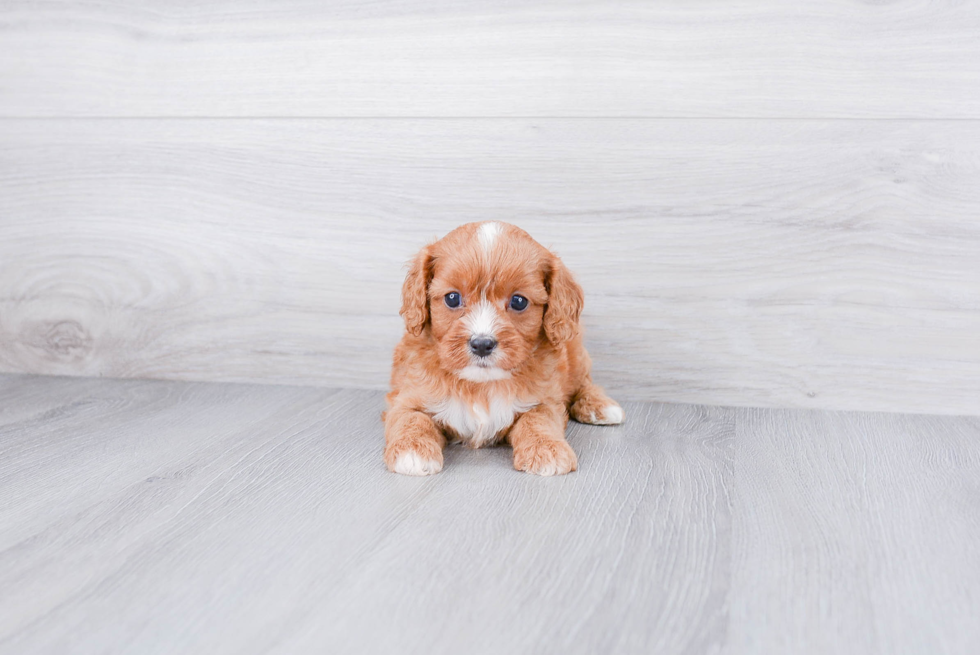 Cavapoo Puppy for Adoption