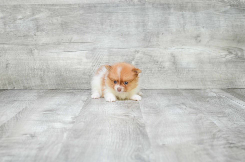 Cute Pomeranian Purebred Puppy