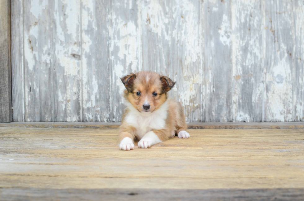 Cute Sheltie Mix Puppy