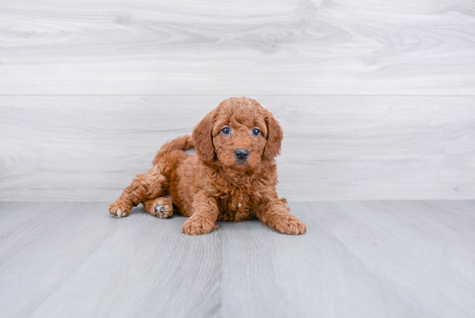 Mini Goldendoodle Pup Being Cute