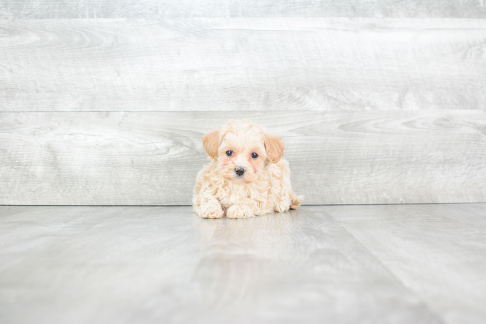 Fluffy Maltipoo Poodle Mix Pup