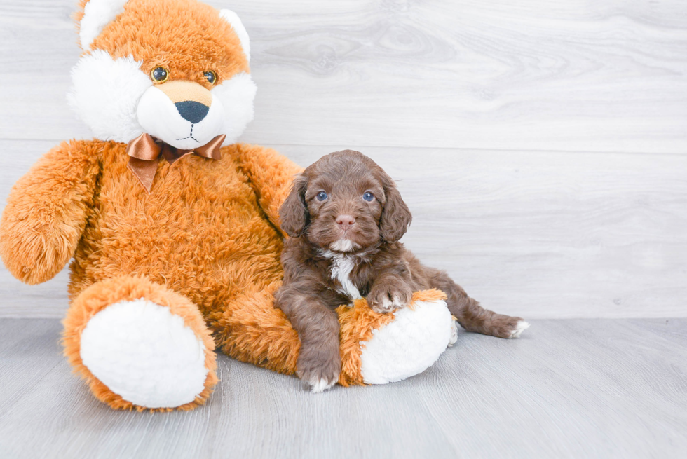 Cute Cockapoo Baby