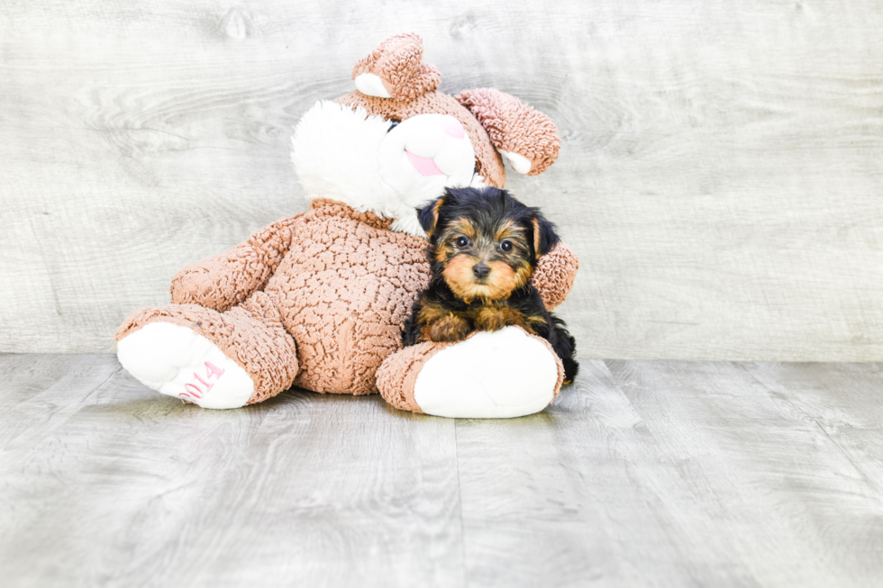 Meet Twinkle - our Yorkshire Terrier Puppy Photo 