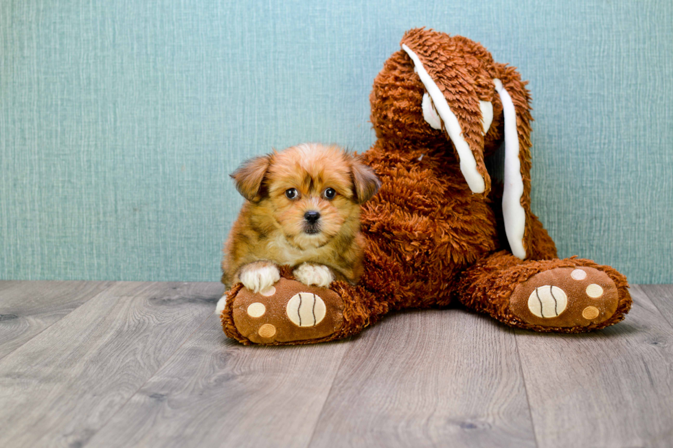 Little Yorkie Designer Puppy