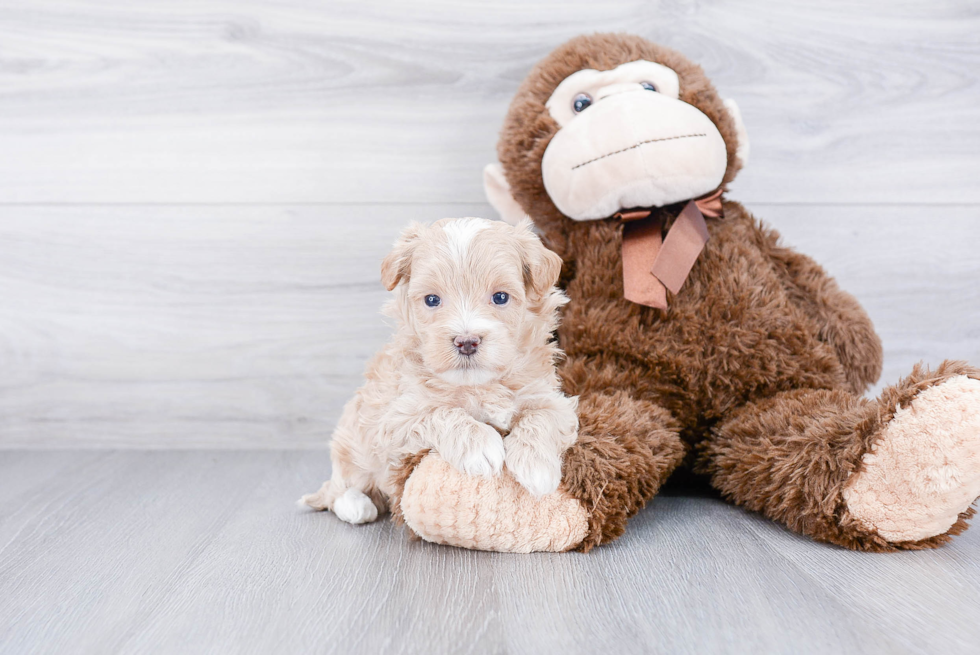 Funny Maltipoo Poodle Mix Pup