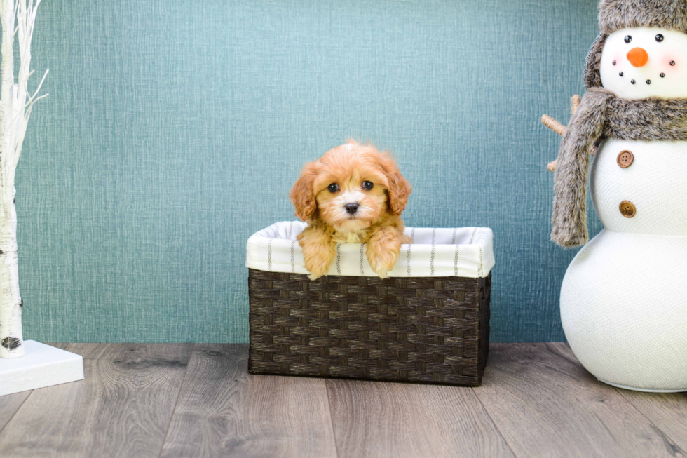 Best Cavapoo Baby