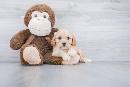 Cavachon Pup Being Cute