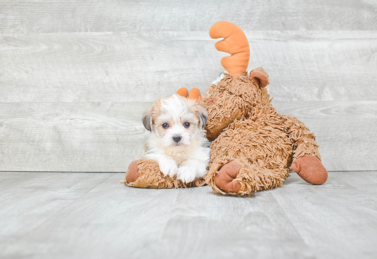 Fluffy Morkie Designer Pup