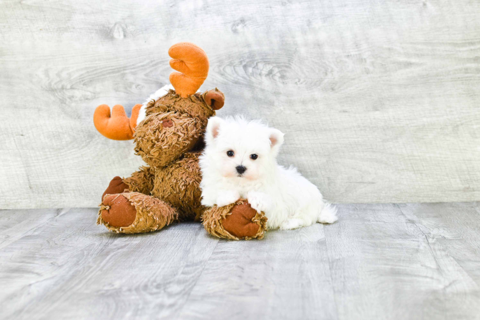 Sweet Maltese Purebred Puppy