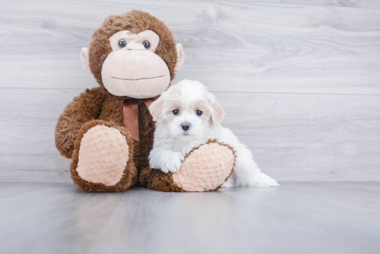 Maltipoo Pup Being Cute