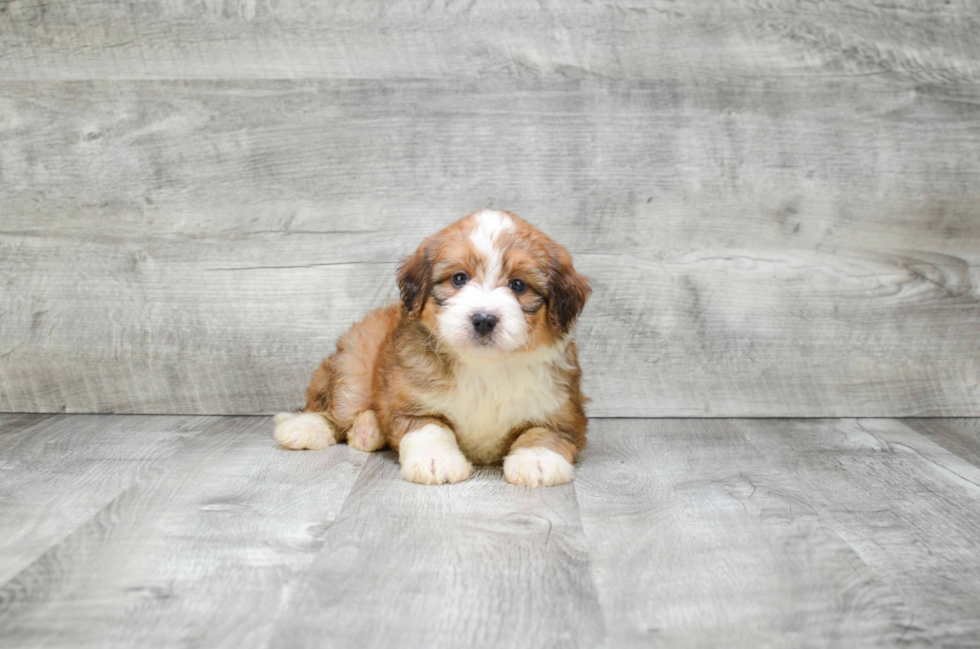 Mini Bernedoodle Puppy for Adoption