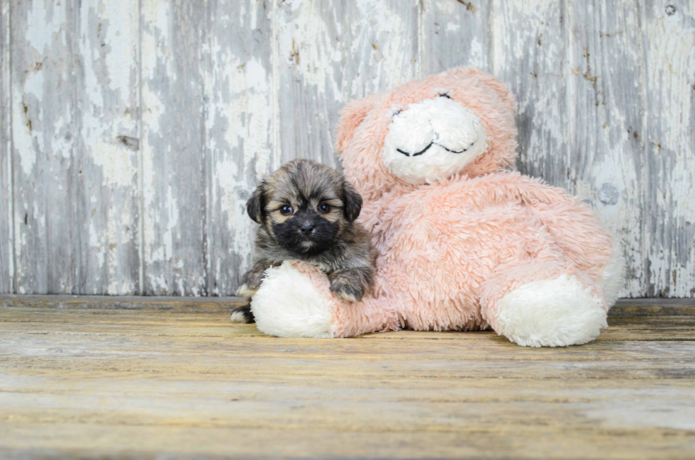 Morkie Pup Being Cute