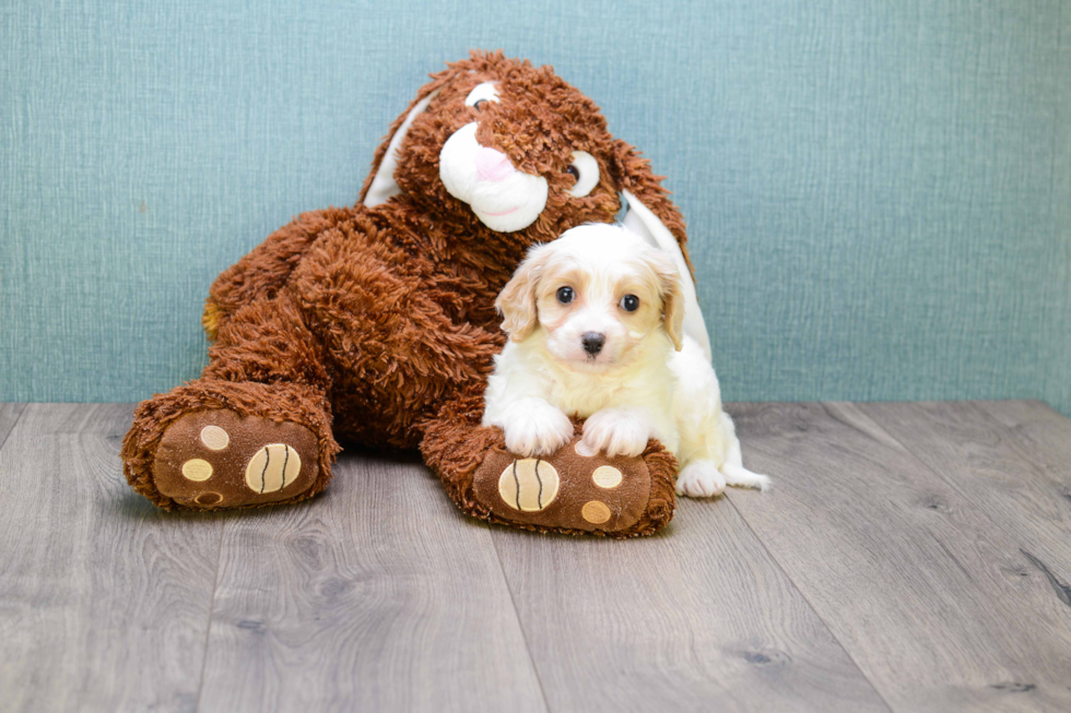 Funny Cavachon Designer Pup