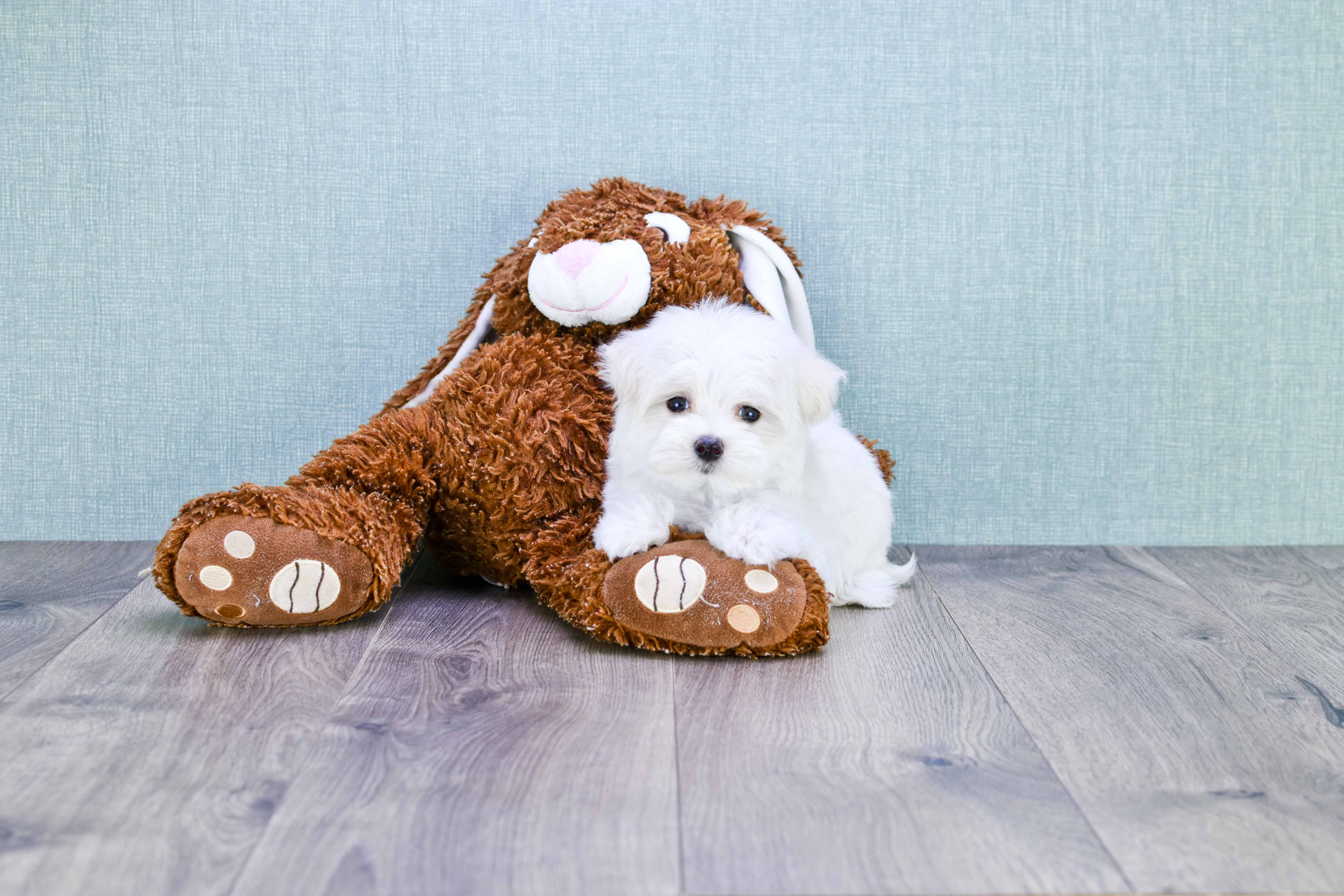 Cute Maltipoo Baby