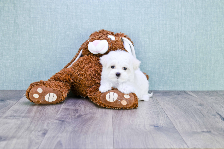 Cute Maltipoo Baby