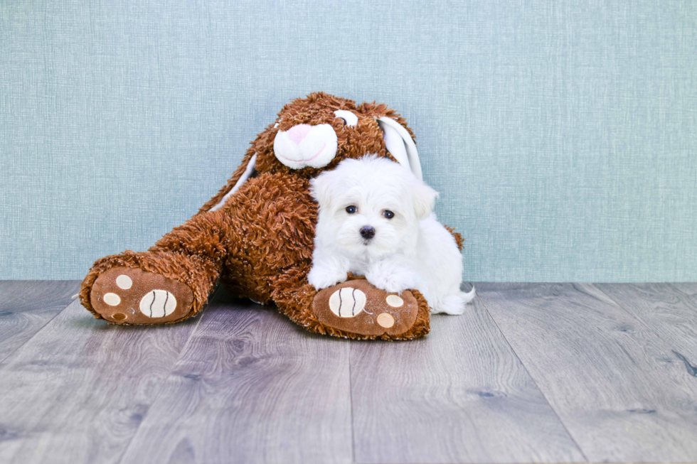 Cute Maltipoo Baby