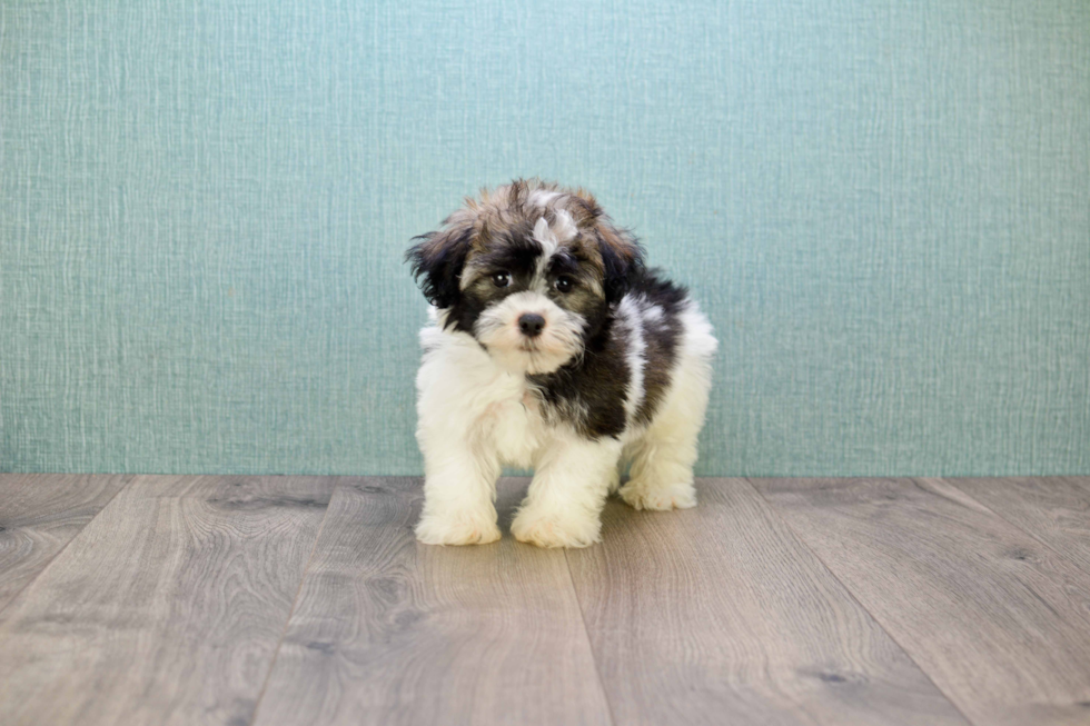 Akc Registered Havanese Baby