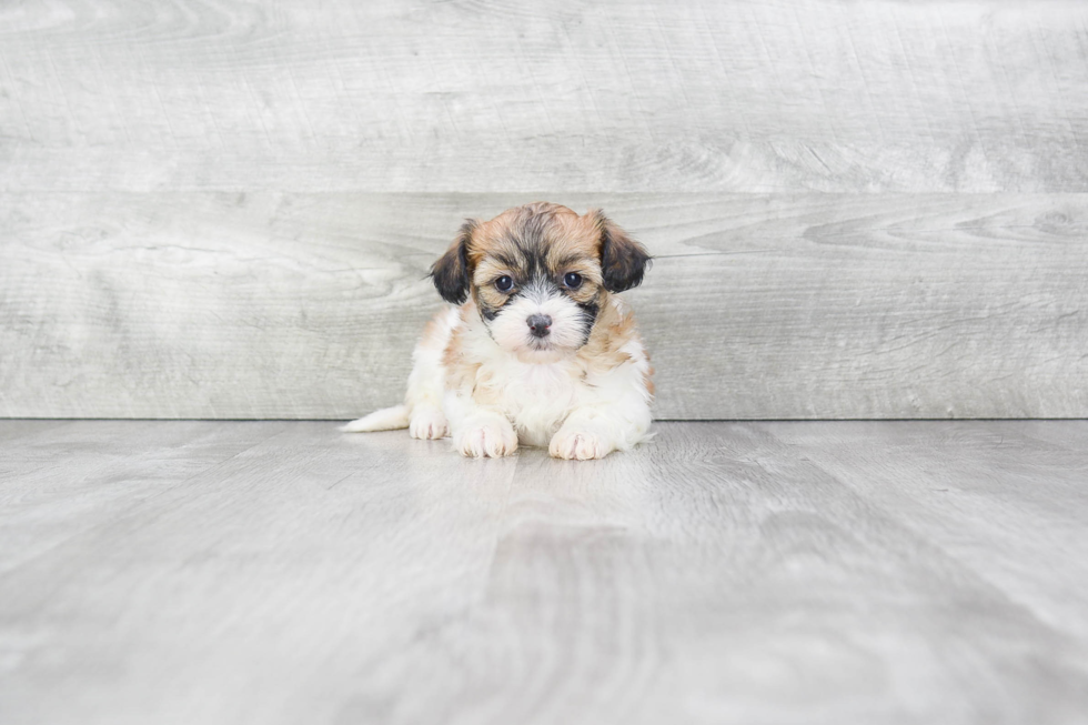 Teddy Bear Pup Being Cute