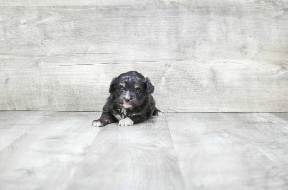 Mini Aussiedoodle Puppy for Adoption