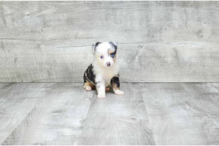 Fluffy Mini Aussiedoodle Poodle Mix Pup