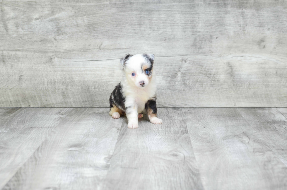 Fluffy Mini Aussiedoodle Poodle Mix Pup