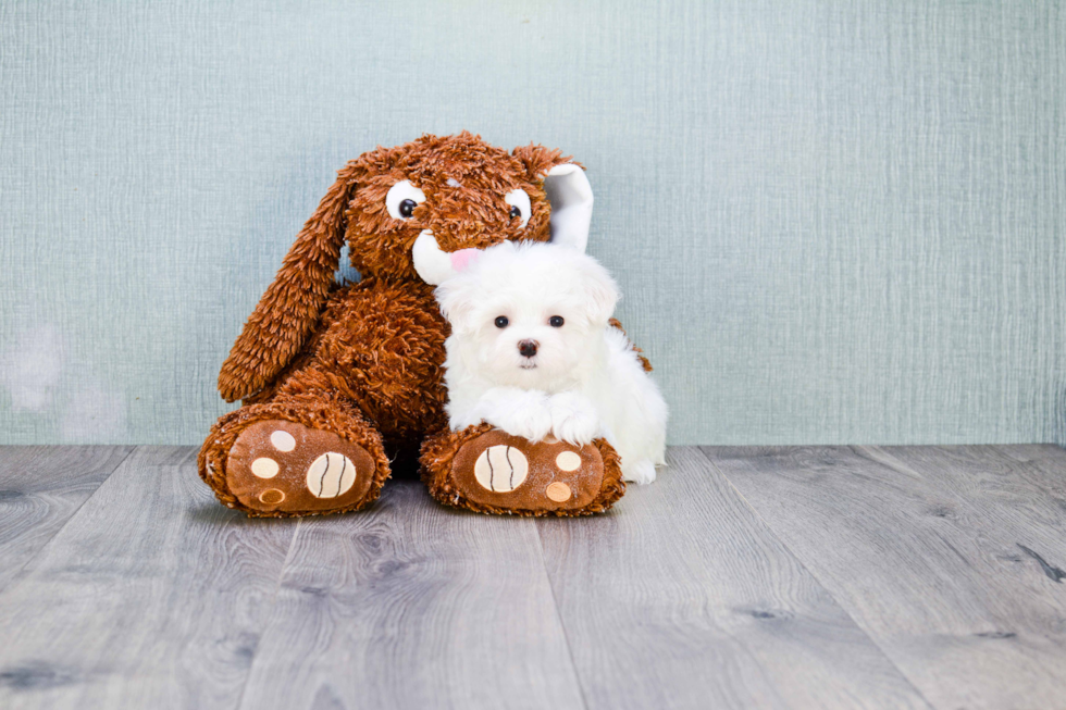 Maltese Pup Being Cute