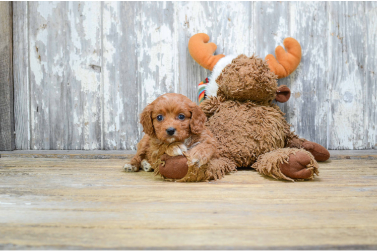 Cute Cavapoo Baby