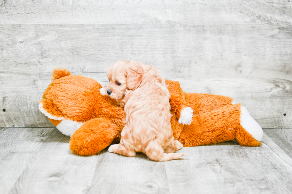 Cavapoo Pup Being Cute