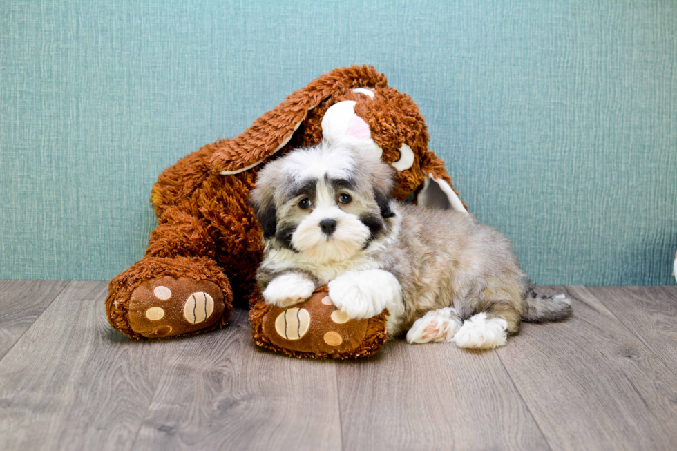 Playful Havanese Purebred Pup