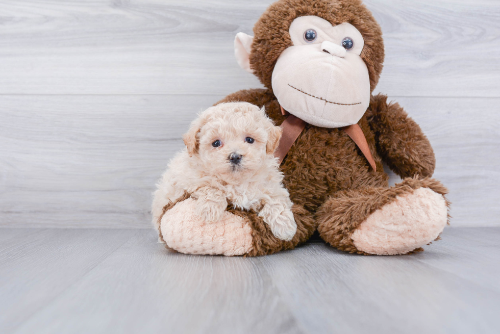 Adorable Maltepoo Poodle Mix Puppy