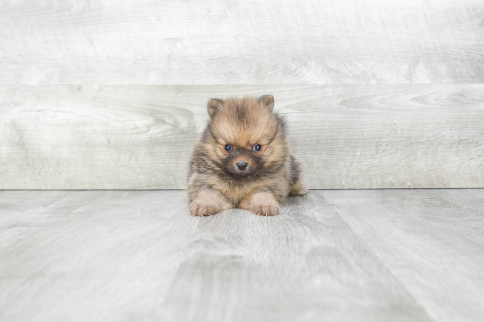 Happy Pomeranian Purebred Puppy