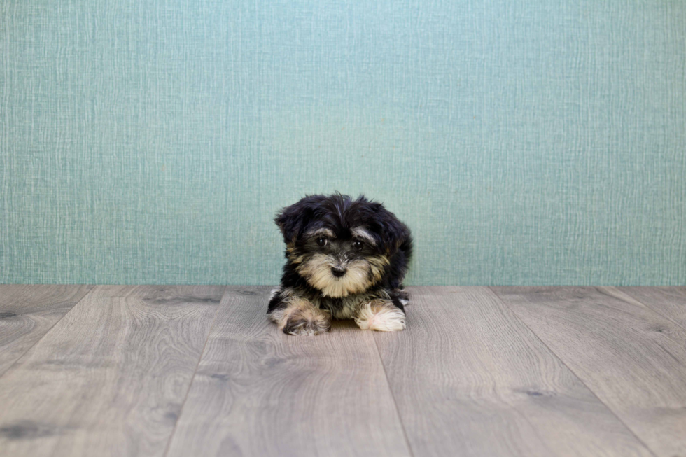 Morkie Puppy for Adoption