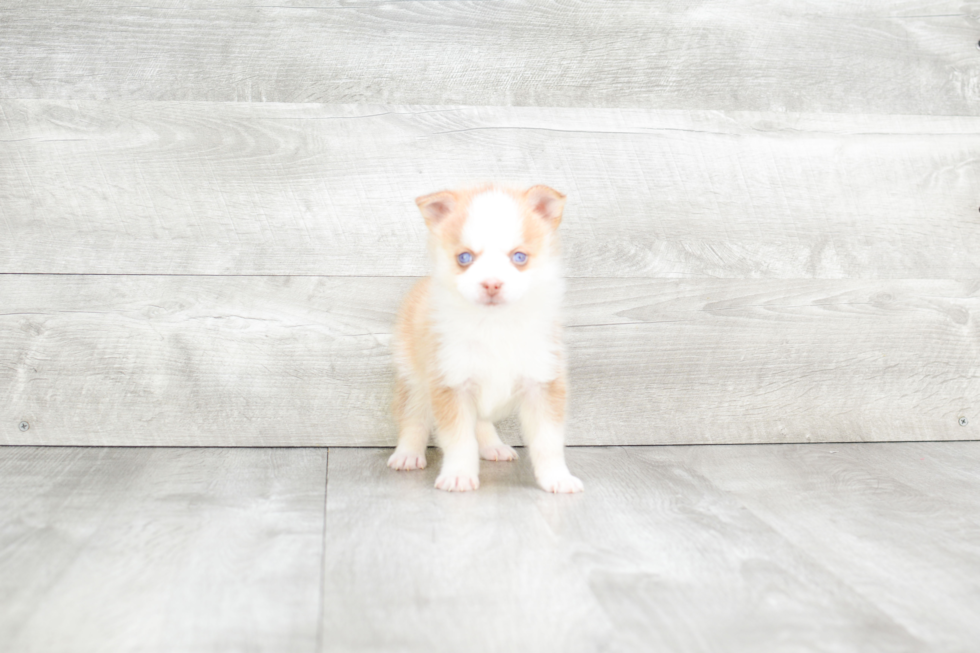 Pomsky Pup Being Cute