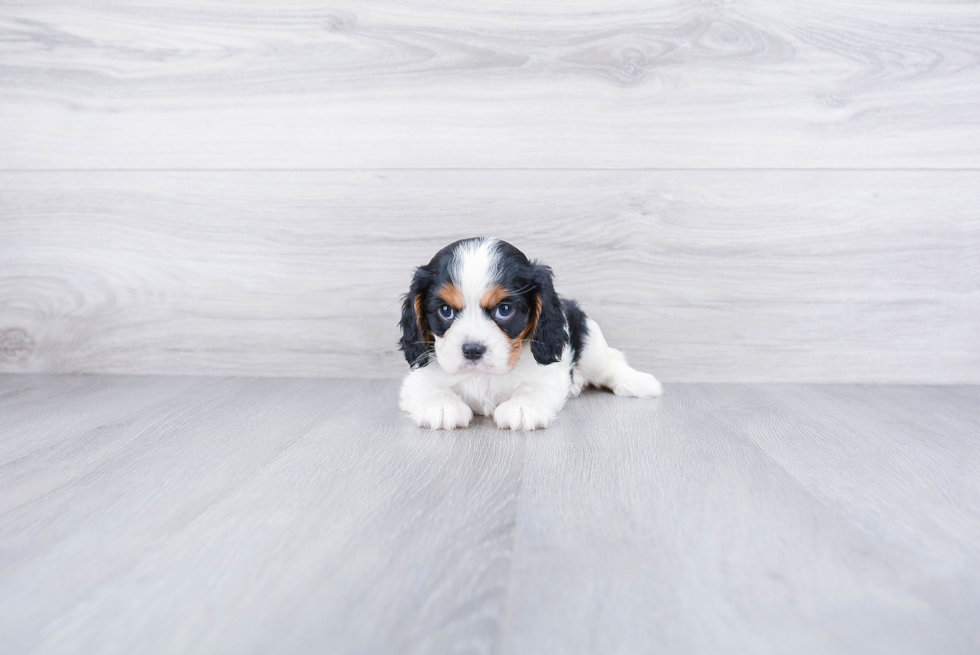 Cavalier King Charles Spaniel Puppy for Adoption