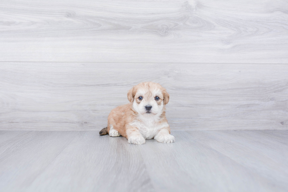 Morkie Puppy for Adoption