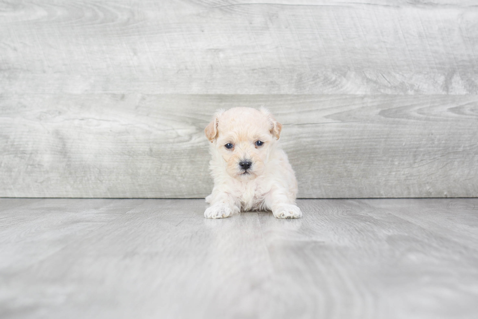 Smart Maltipoo Poodle Mix Pup